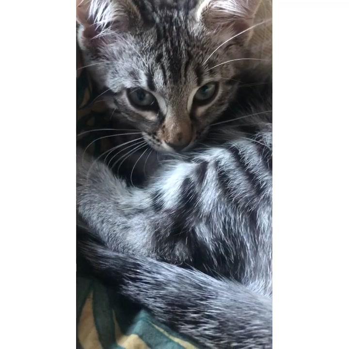 picture of CatSmall to medium-sized catsFelidae1747096158784862