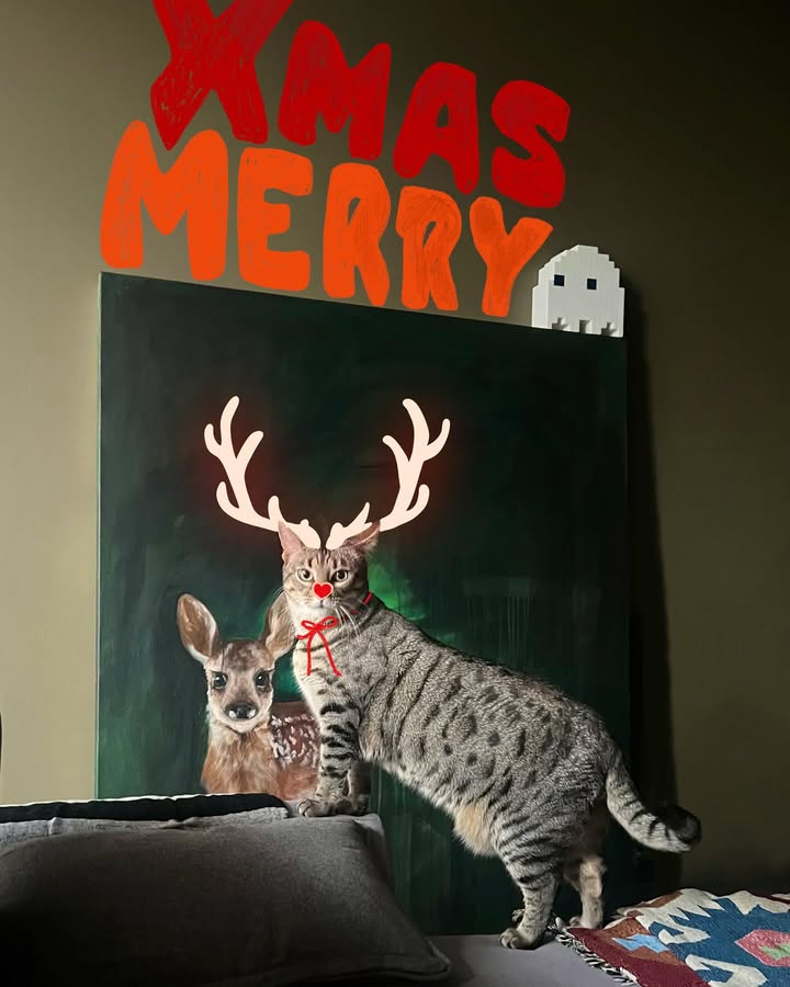 picture of Antler-Felidae-Deer-Felinae-Reindeer-Horn-Fur-Whiskers-Picture frame-1077303371074590.jpg