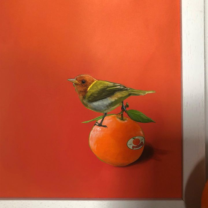 Image of Bird-Rangpur-Orange-Plant-Citrus-Valencia orange-Clementine-Fruit-Tangelo-2033464970147978