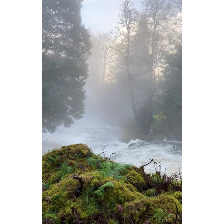 Image of Plant-Sky-Water-Cloud-Fog-Tree-Natural landscape-Wood-Atmospheric phenomenon-531331685671764