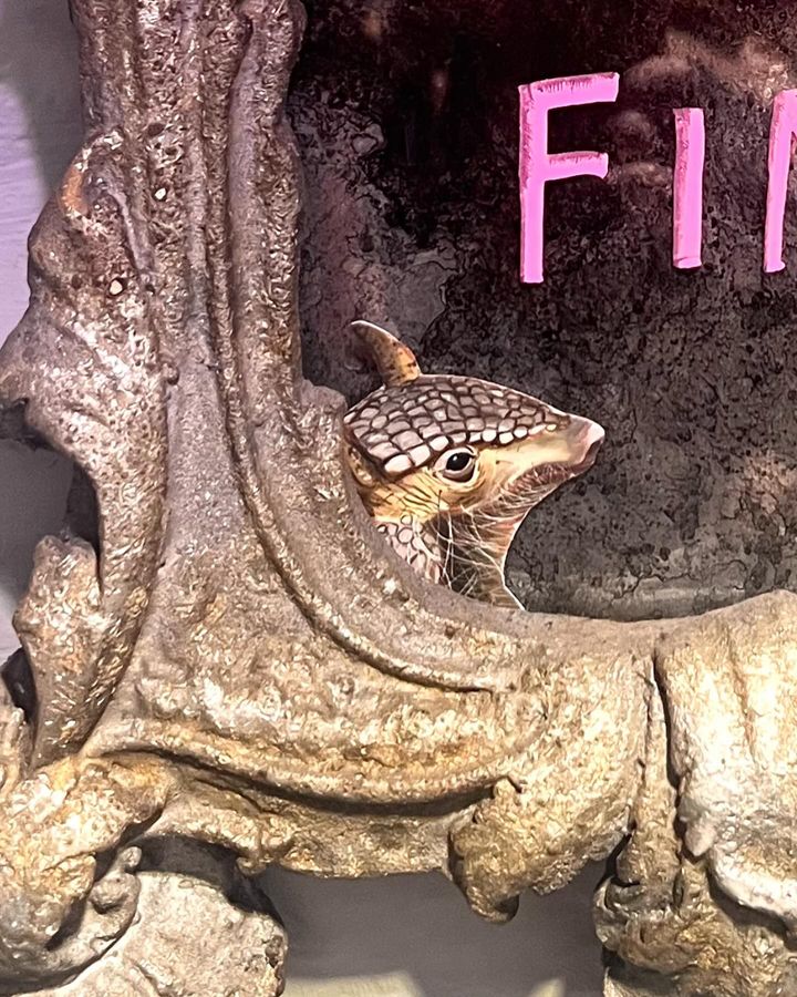 Image of Wood-Organism-Pollinator-Reptile-Trunk-Terrestrial animal-Artifact-Pattern-Scaled reptile-1019623380175923