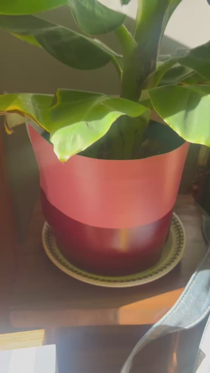 Amalfi Limoni Giclée Art Print