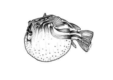 Blowfish Ink Drawing Matte Art Print Sea Creatures Art Print