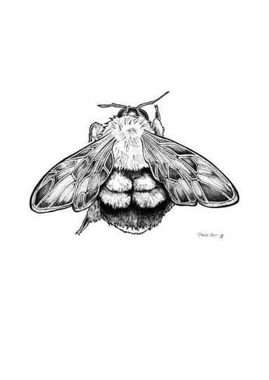 Bumblebee Matte Art Print Ink Drawings A5 (14.8 X 21 cm) Art Print
