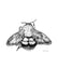 Bumblebee Matte Art Print Ink Drawings A5 (14.8 X 21 cm) Art Print