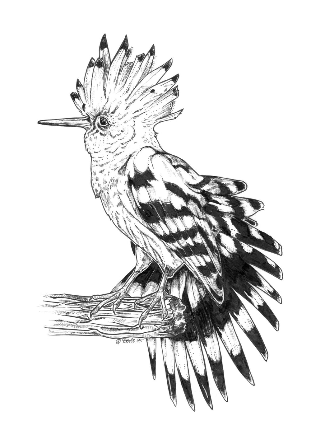 Hoopoe Ink Drawing Matte Art Print Ink Birds Art Print