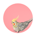 Cockatiel Giclée Art Print Exotic Bird Paintings 8" Square (20.32 X 20.32 cm) Square GIclee Art Print