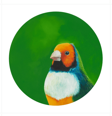 Gouldian Finch Giclée Art Print Exotic Bird Paintings 8" Square (20.32 X 20.32 cm) Square GIclee Art Print