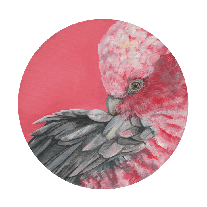 Galah Giclée Art Print Exotic Bird Paintings 8" Square (20.32 X 20.32 cm) Square GIclee Art Print