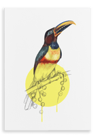 Chestnut Eared Araçari Canvas Print Drippy Birds 28"x40"(70x100 cm) Canvas Print