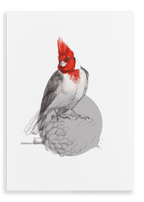 Red Crested Cardinal Canvas Print Drippy Birds 28"x40"(70x100 cm) Canvas Print