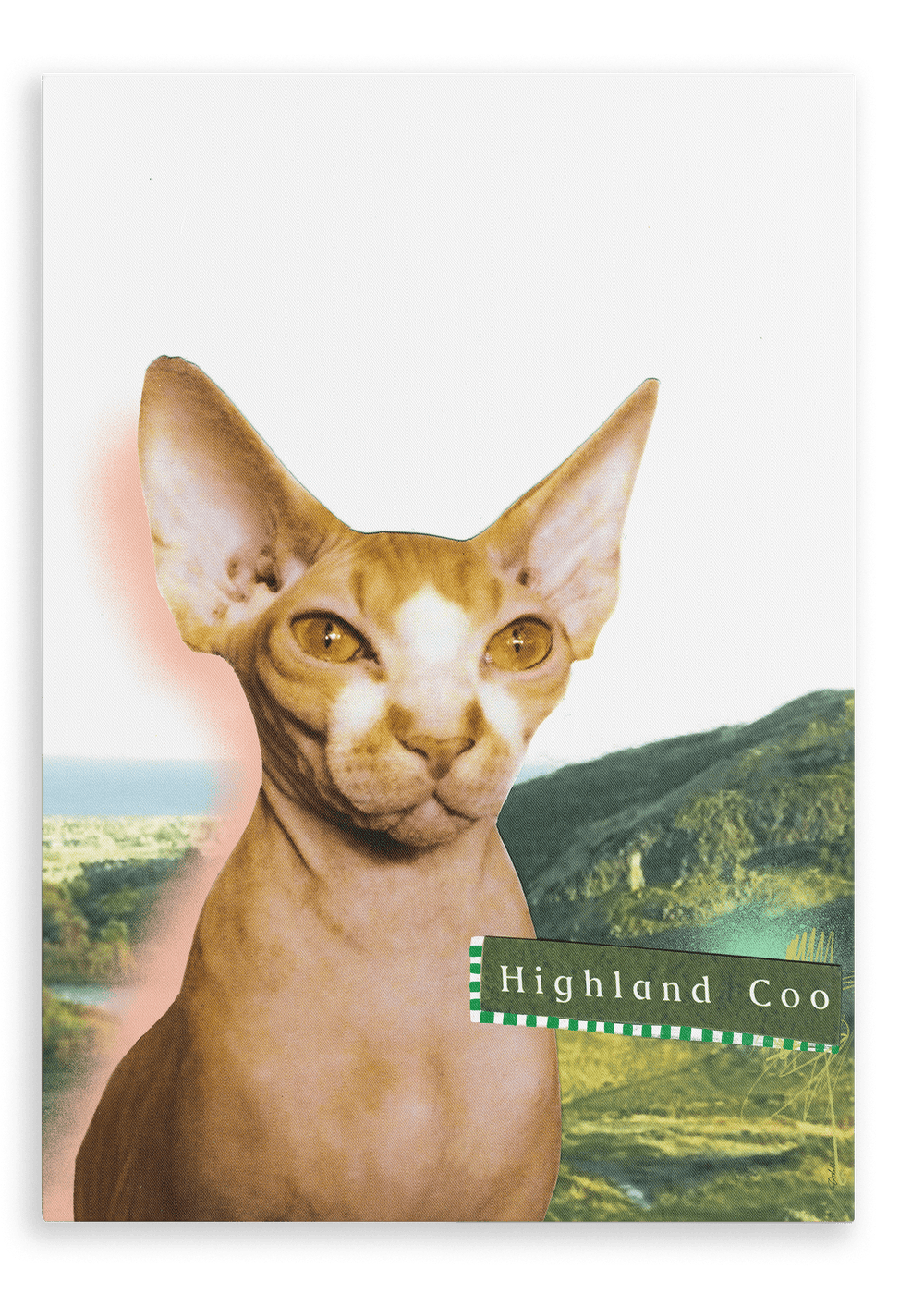 Highland Coo Matte Canvas Print Cat Cafe 28"x40"(70x100 cm) Canvas Print