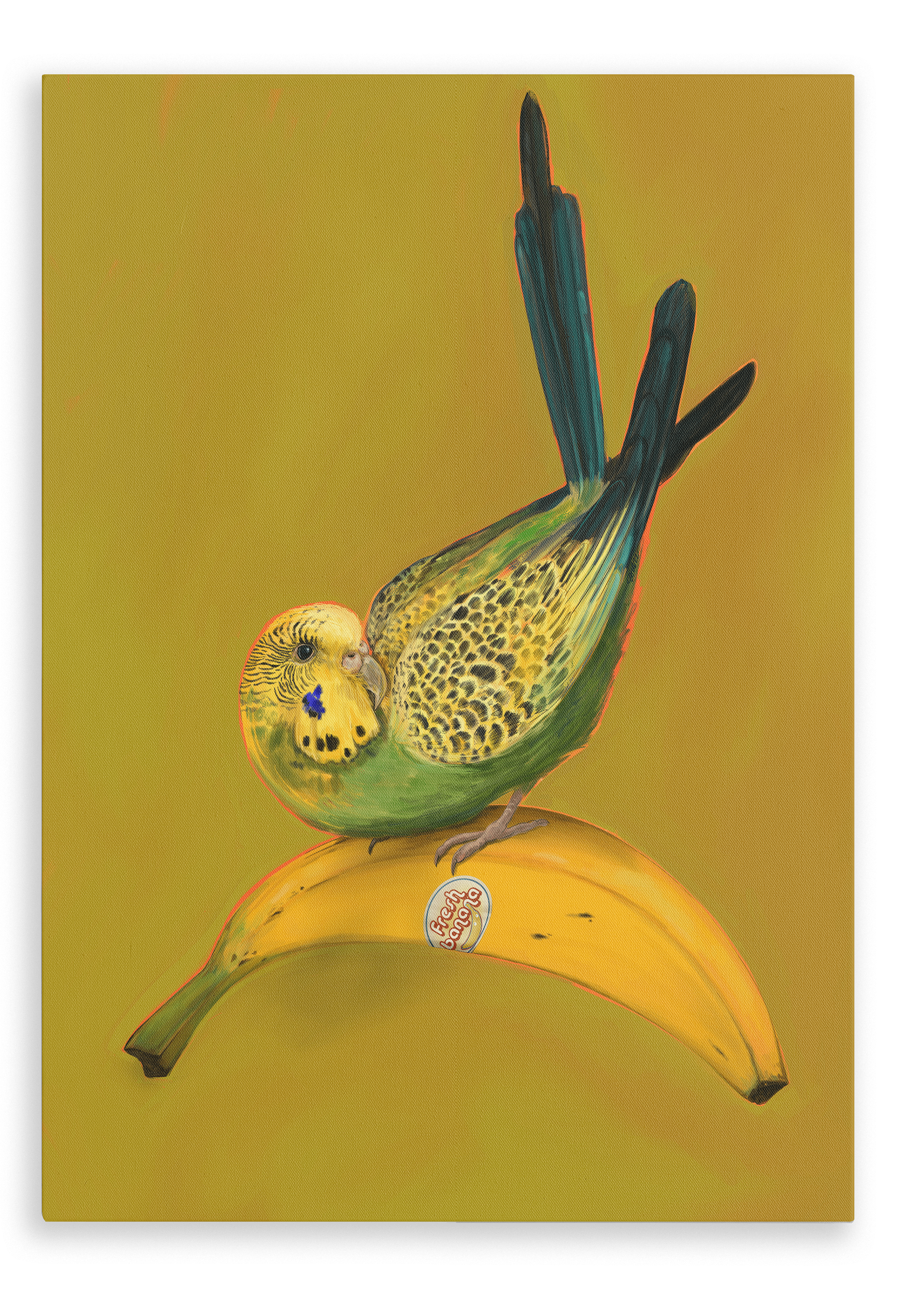 Banana Budgie Giclée Canvas Print Sticky Beaks 28"x40"(70x100 cm) Canvas Print