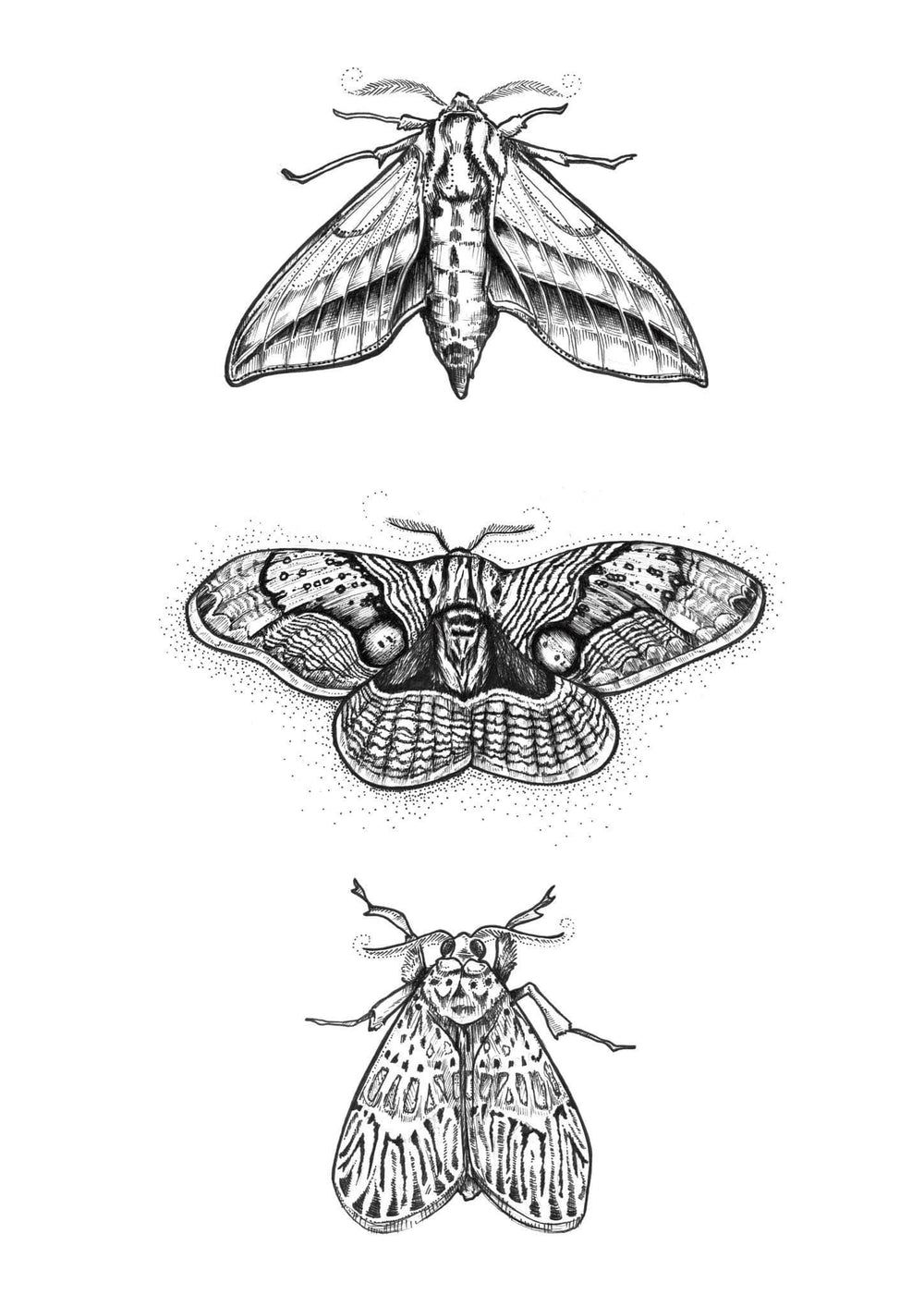 3 Moths Matte Art Print Ink Drawings Art Print