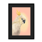 CockaTwos White Framed Print CockaTwos A3 (297 X 420 mm) / Black / Black Mount Framed Print