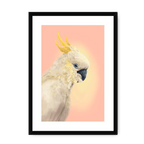 CockaTwos White Framed Print CockaTwos A3 (297 X 420 mm) / Black / White Mount Framed Print
