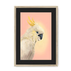 CockaTwos White Framed Print CockaTwos A3 (297 X 420 mm) / Natural / Black Mount Framed Print