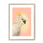 CockaTwos White Framed Print CockaTwos A3 (297 X 420 mm) / Natural / White Mount Framed Print
