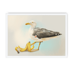 Banana Gull Framed Print Sticky Beaks A3 (297 X 420 mm) / White / No Mount (All Art) Framed Print