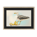 Banana Gull Framed Print Sticky Beaks A3 (297 X 420 mm) / Natural / Black Mount Framed Print