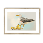 Banana Gull Framed Print Sticky Beaks A3 (297 X 420 mm) / Natural / White Mount Framed Print