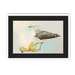 Banana Gull Framed Print Sticky Beaks A3 (297 X 420 mm) / White / Black Mount Framed Print