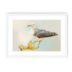 Banana Gull Framed Print Sticky Beaks A3 (297 X 420 mm) / White / White Mount Framed Print
