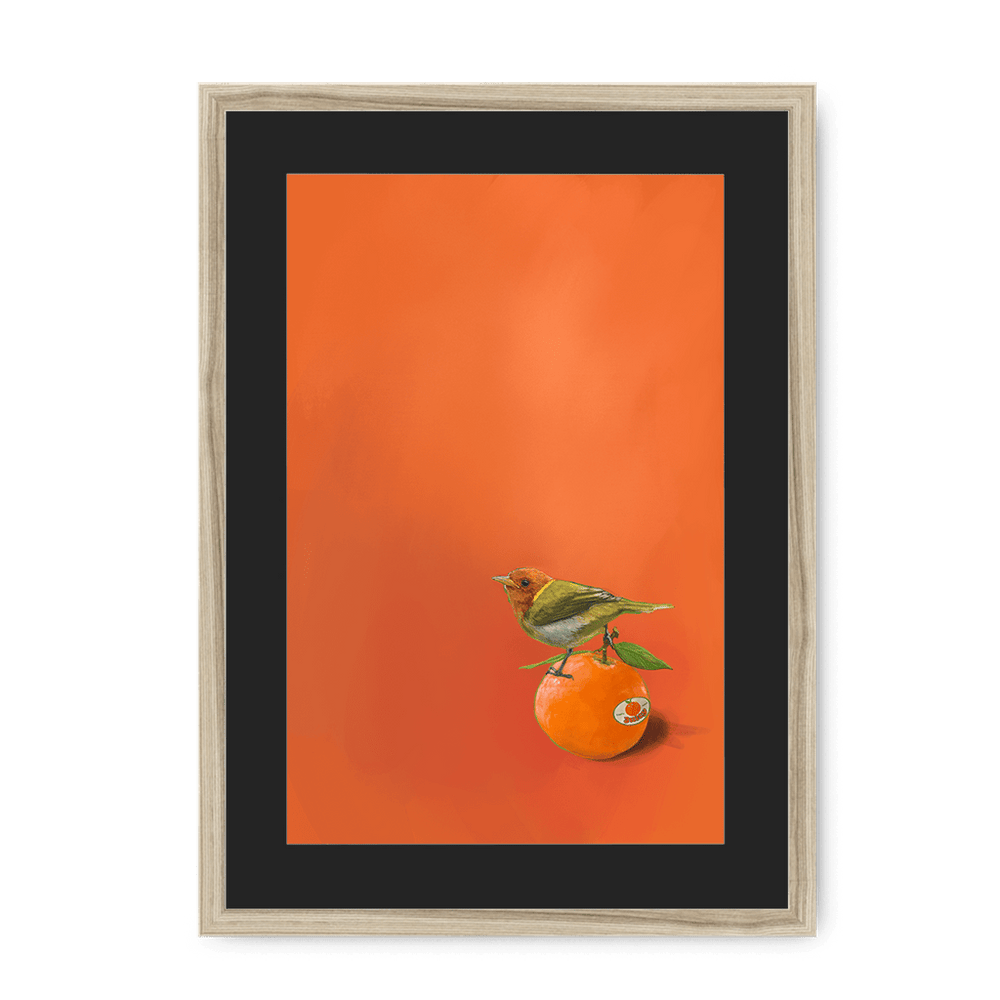 Tangerine Tanager Framed Print Sticky Beaks A3 (297 X 420 mm) / Natural / Black Mount Framed Print