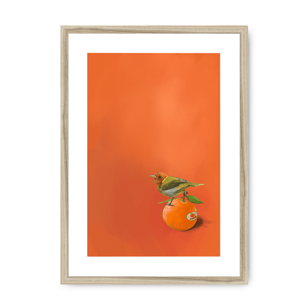Tangerine Tanager Framed Print Sticky Beaks A3 (297 X 420 mm) / Natural / White Mount Framed Print