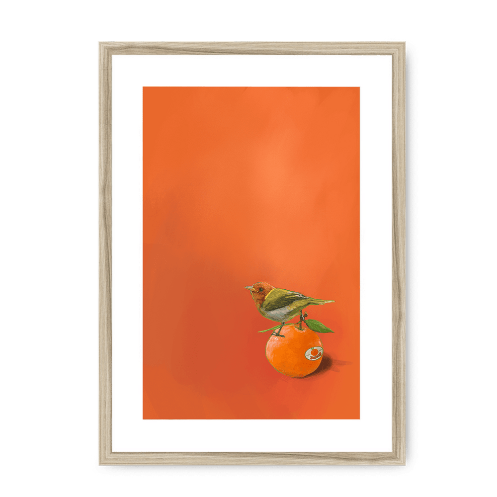 Tangerine Tanager Framed Print Sticky Beaks A3 (297 X 420 mm) / Natural / White Mount Framed Print