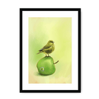 Apple Akekee Framed Print Sticky Beaks A3 (297 X 420 mm) / Black / White Mount Framed Print