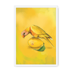 Lemon Lorikeet Framed Print Sticky Beaks A3 (297 X 420 mm) / White / No Mount (All Art) Framed Print