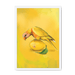 Lemon Lorikeet Framed Print Sticky Beaks A3 (297 X 420 mm) / White / No Mount (All Art) Framed Print