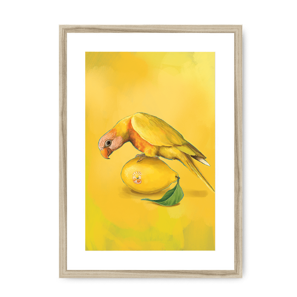 Lemon Lorikeet Framed Print Sticky Beaks A3 (297 X 420 mm) / Natural / White Mount Framed Print