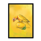 Lemon Lorikeet Framed Print Sticky Beaks A3 (297 X 420 mm) / Black / No Mount (All Art) Framed Print
