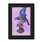 Plump Pigeon Framed Print Sticky Beaks A3 (297 X 420 mm) / Black / Black Mount Framed Print
