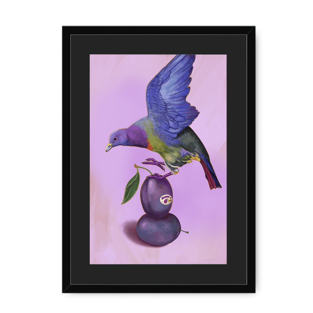 Plump Pigeon Framed Print Sticky Beaks A3 (297 X 420 mm) / Black / Black Mount Framed Print