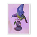 Plump Pigeon Framed Print Sticky Beaks A3 (297 X 420 mm) / White / No Mount (All Art) Framed Print