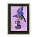 Plump Pigeon Framed Print Sticky Beaks A3 (297 X 420 mm) / Natural / Black Mount Framed Print