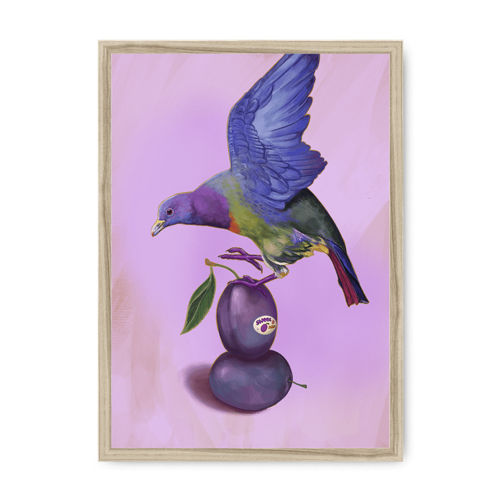 Plump Pigeon Framed Print Sticky Beaks A3 (297 X 420 mm) / Natural / No Mount (All Art) Framed Print