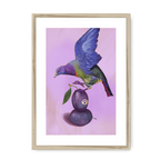 Plump Pigeon Framed Print Sticky Beaks A3 (297 X 420 mm) / Natural / White Mount Framed Print
