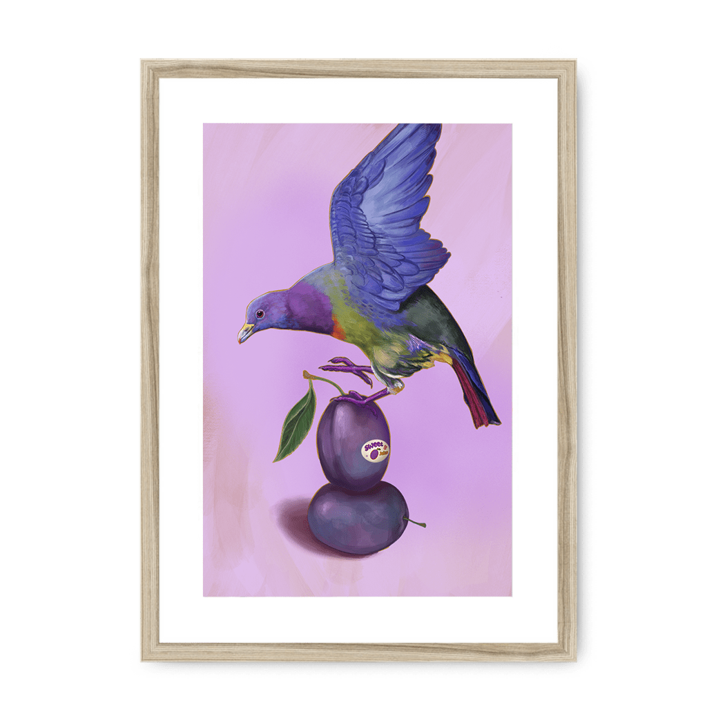 Plump Pigeon Framed Print Sticky Beaks A3 (297 X 420 mm) / Natural / White Mount Framed Print