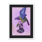 Plump Pigeon Framed Print Sticky Beaks A3 (297 X 420 mm) / White / Black Mount Framed Print
