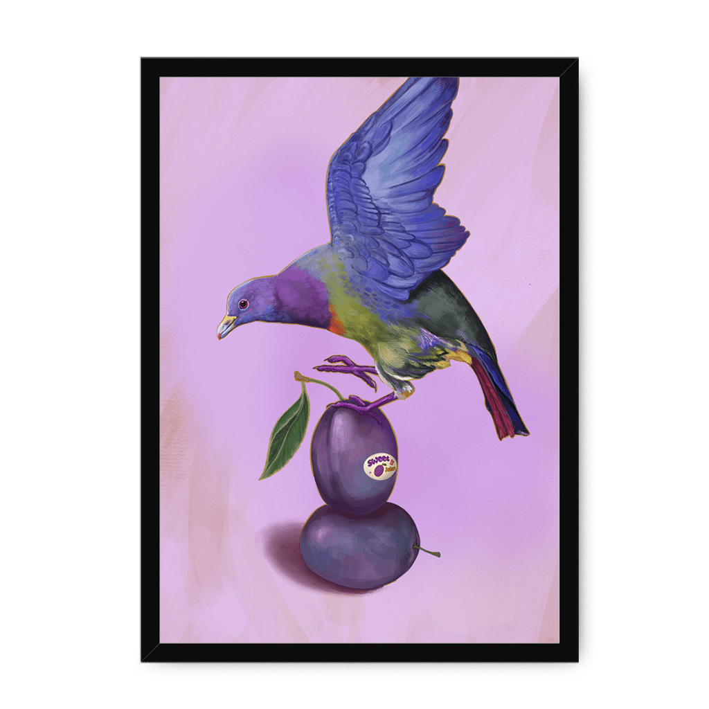 Plump Pigeon Framed Print Sticky Beaks A3 (297 X 420 mm) / Black / No Mount (All Art) Framed Print
