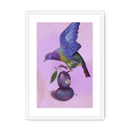 Plump Pigeon Framed Print Sticky Beaks A3 (297 X 420 mm) / White / White Mount Framed Print