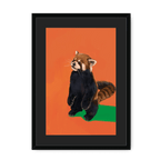 Red Panda OG Framed Print Food Fur & Feathers A3 (297 X 420 mm) / Black / Black Mount Framed Print