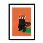 Red Panda OG Framed Print Food Fur & Feathers A3 (297 X 420 mm) / Black / White Mount Framed Print