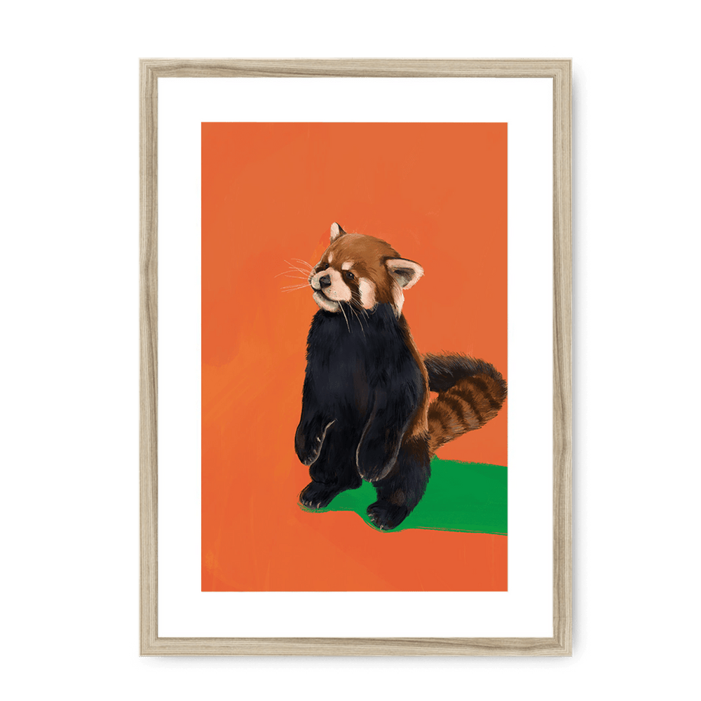 Red Panda OG Framed Print Food Fur & Feathers A3 (297 X 420 mm) / Natural / White Mount Framed Print