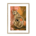 Spotted Repose Framed Print Pawky Paws A3 (297 X 420 mm) / Natural / White Mount Framed Print