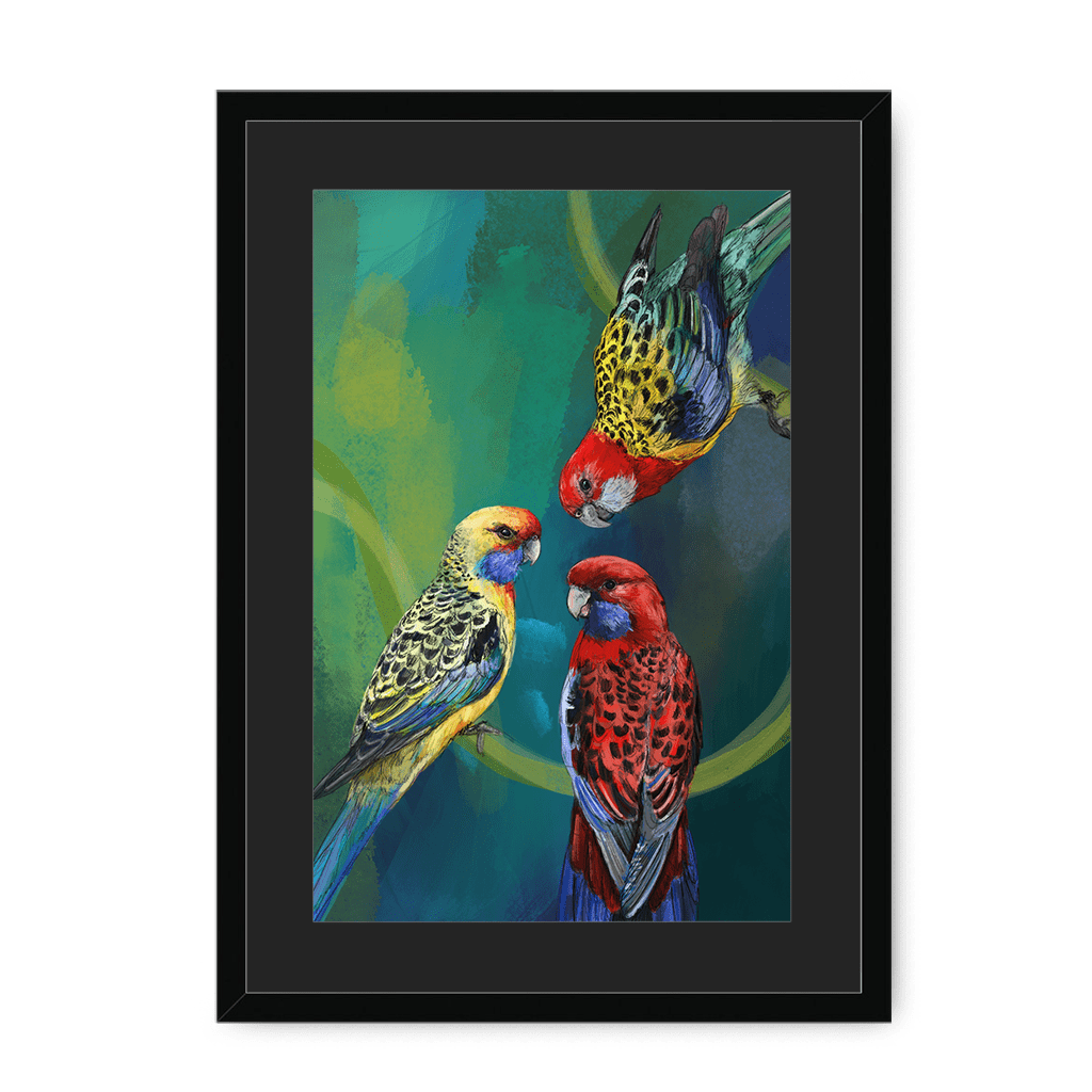 Rondel Of Rosellas Framed Print The Gathering A3 (297 X 420 mm) / Black / Black Mount Framed Print